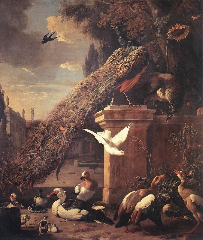 HONDECOETER, Melchior d Peacocks and Ducks sf oil painting image